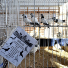 Galambkiállítás Cegléden