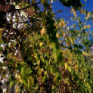 Halló Cegléd! - itt-ott