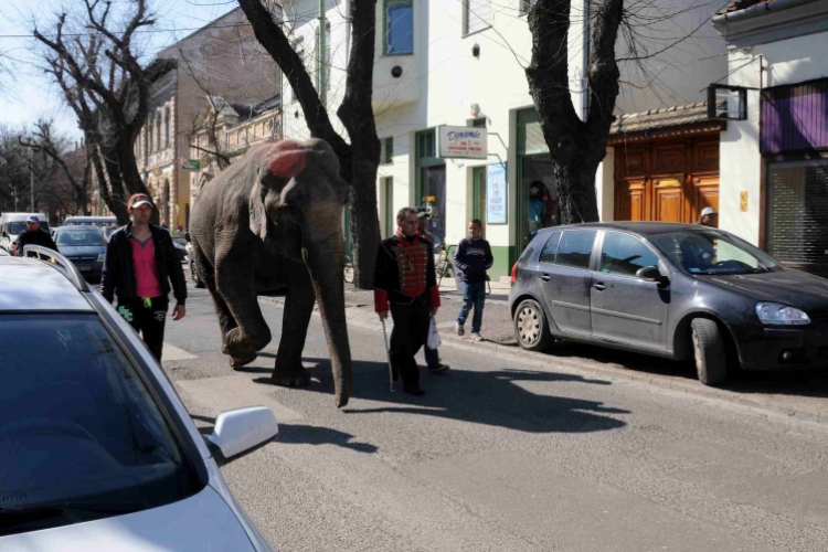 Elefánt a Rákóczi úton