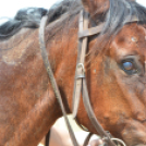 Bor és laskafesztivál - II