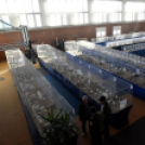 Galambkiállítás Cegléden