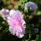 Színpompás bemutató