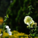 Színpompás bemutató