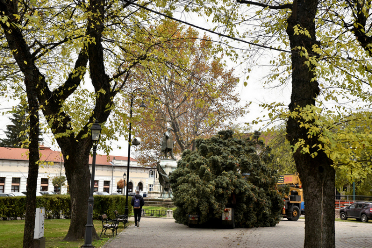 Megérkezett a város karácsonyfája