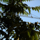 Városi Strandfürdő - Bokrétaünnep