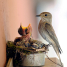 Egy halkonzervnyi gondoskodás