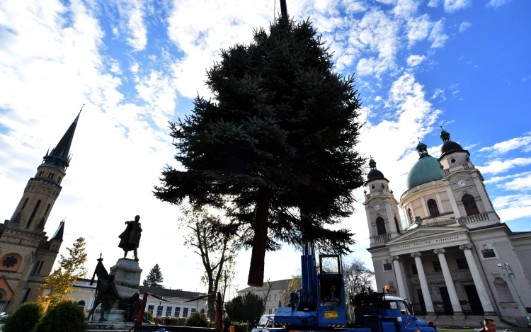 Áll a város karácsonyfája