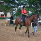 Bor és laskafesztivál - II