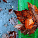 Ősz a Gubody parkban