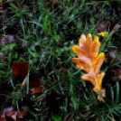 Ősz a Gubody parkban