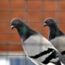 Galambkiállítás Cegléden