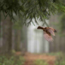 MAFOSZ kiállítás képei