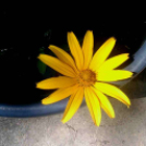 Telefonfotók - Ceglédi hangulatok