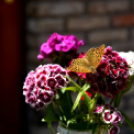 XIII. Nyitott Pince Nap