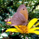 Telefonfotók - Ceglédi hangulatok