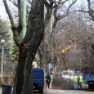 Megmetszették az ostorfákat