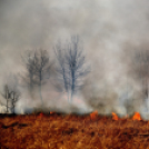 Száraz növényzet égett