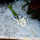 Március 15-i koszorúzás