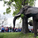 Elefántok érkeztek a Vörösmarty térre