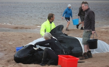 Tömeges delfinpusztulást okozott a brit haditengerészet 