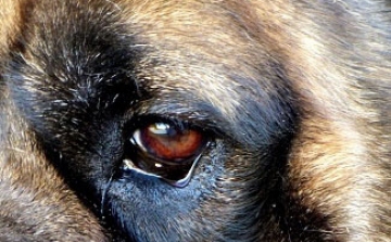 Gazdit keres a ceglédi kettős gyilkosság áldozatainak kutyája