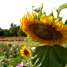 Kováts Zoltán Emlékülés Csemőben