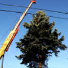 A város karácsonyfája