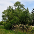 Karanténséta a Gerje parton