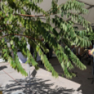 Városi Strandfürdő - Bokrétaünnep