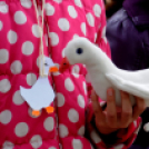 Márton napi felvonulás