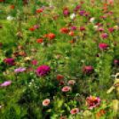 Kováts Zoltán Emlékülés Csemőben