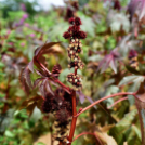 A növénynemesítő nyomában