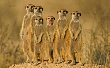 Szombattól ismét HŐSÉGRIADÓ!