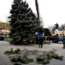 Megérkezett a város karácsonyfája