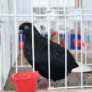 Galambkiállítás Cegléden