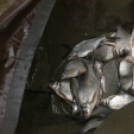 Éhmann Ferenc Emlék Kupa