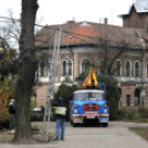 Felállították a város karácsonyfáját