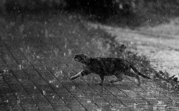 Szinte dézsából öntik majd