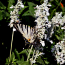 Együttműködésbe kezdett a csemői Marosi Faiskola és a Nemzeti Agrárkutatási és Innovációs Központ