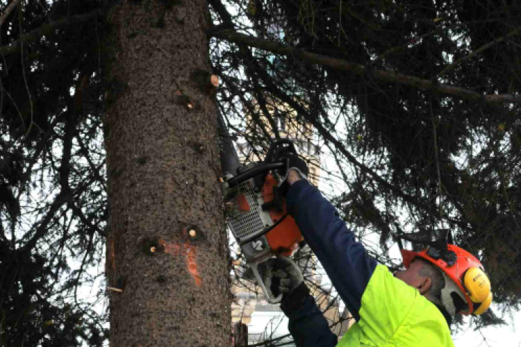 Felállították a város karácsonyfáját