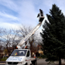 Megérkezett a város karácsonyfája