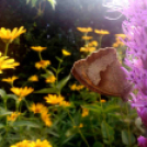 Telefonfotók - Ceglédi hangulatok