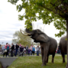 Elefántok érkeztek a Vörösmarty térre