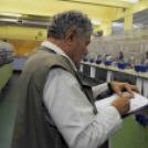 Ceglédi galamb mustra