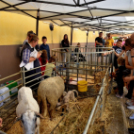 Régi Idők Piacztere az Eötvös téren