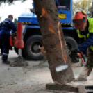 Felállították a város karácsonyfáját