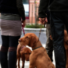 Ünnepeltek a vadászok