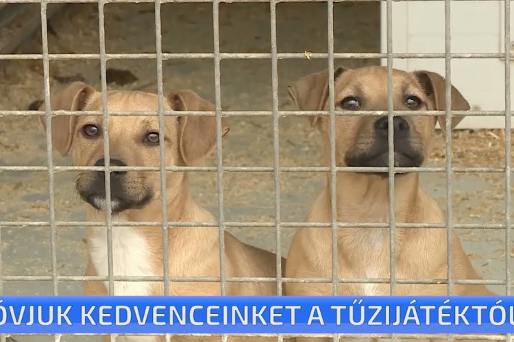 Óvjuk kedvenceinket a tűzijátéktól