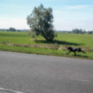 1. BRINGÁZ-6-UNK Kerékpáros Nap