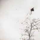 Hartyányi Norbert - Fácán vadászat